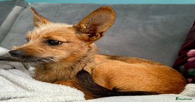 Russian Toy Terrier dogs - Advert 12