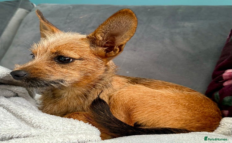 Russian Toy Terrier dogs - Advert 4