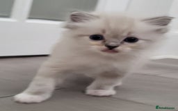 Ragdoll cats for sale: Ragdoll kittens - Image 2