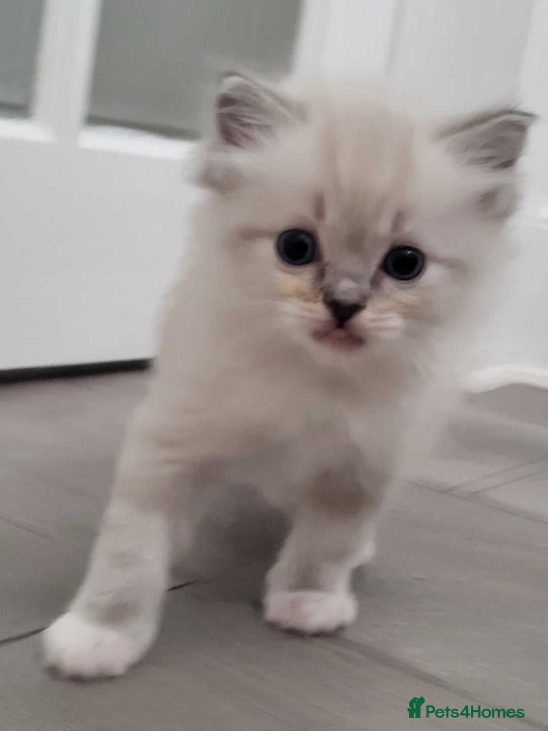 Ragdoll cats for sale: Ragdoll kittens - Image 2