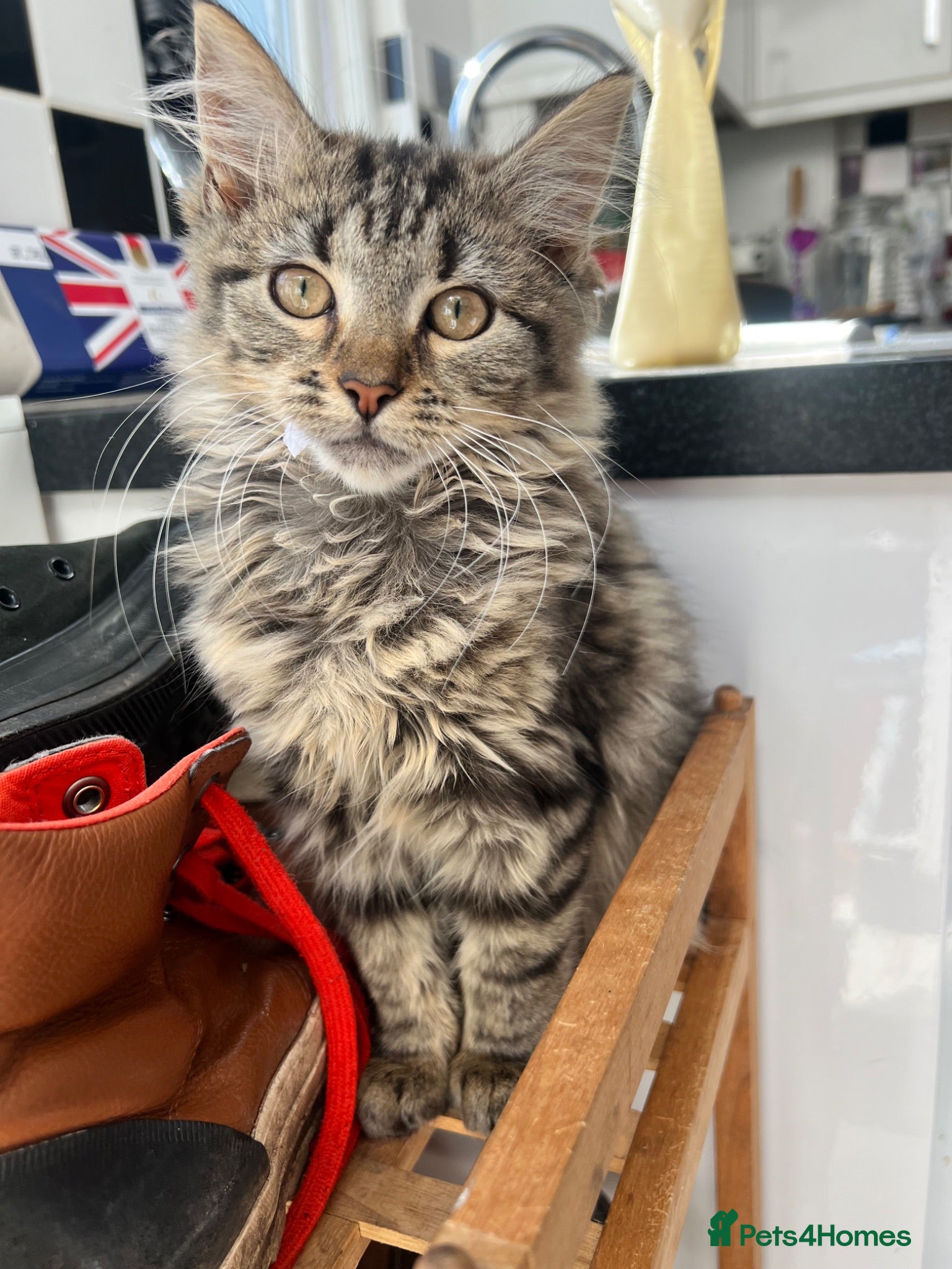 Mixed Breed cats Beautiful mixed ragdoll x BSH kitten - Advert 8