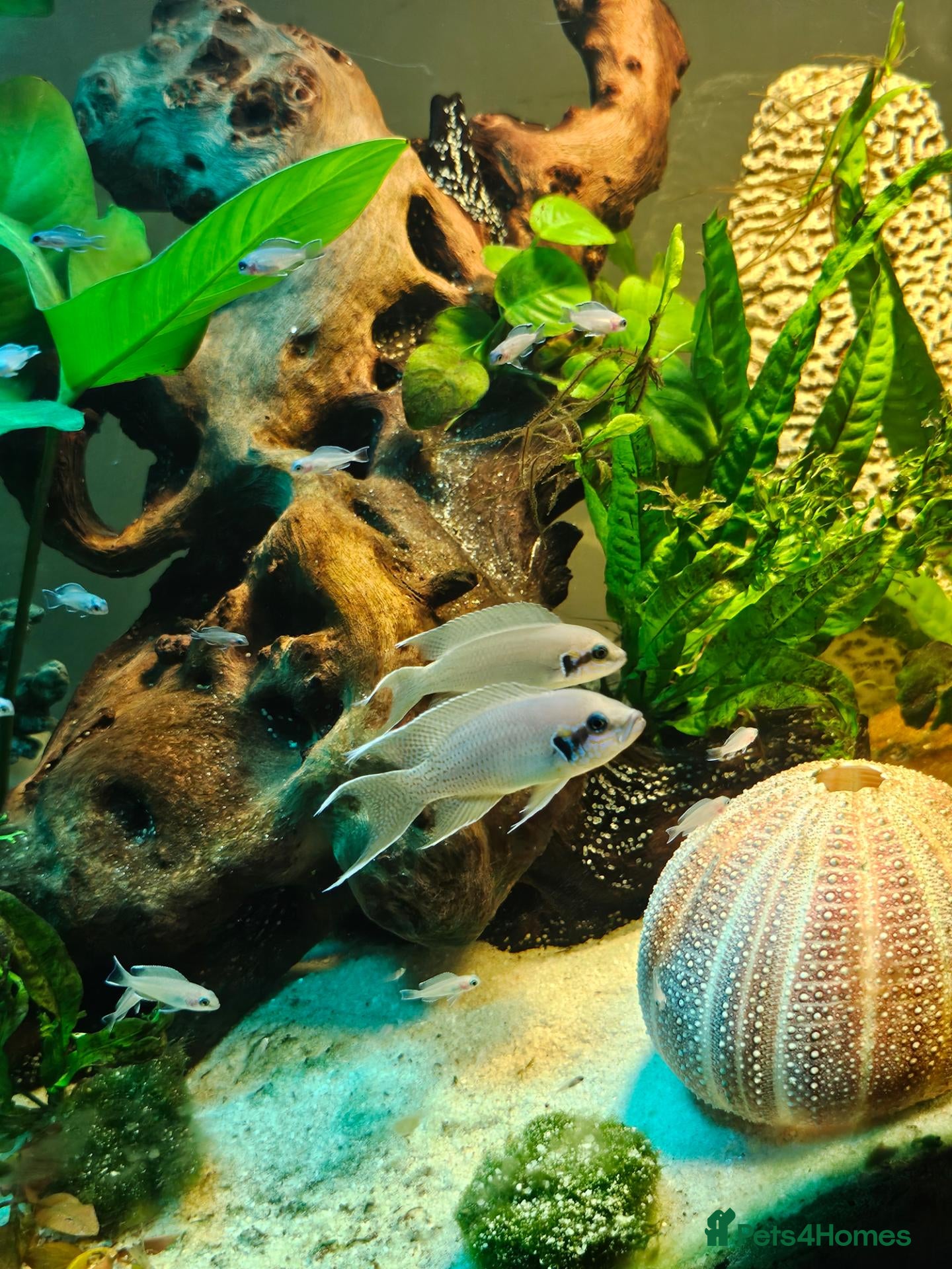 Cichlids fish Fairy cichlids - Advert 4