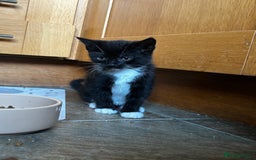 Mixed Breed cats for sale: 5 Mixed Breed Kittens For Sale ! - Image 4