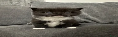 Kitten 3