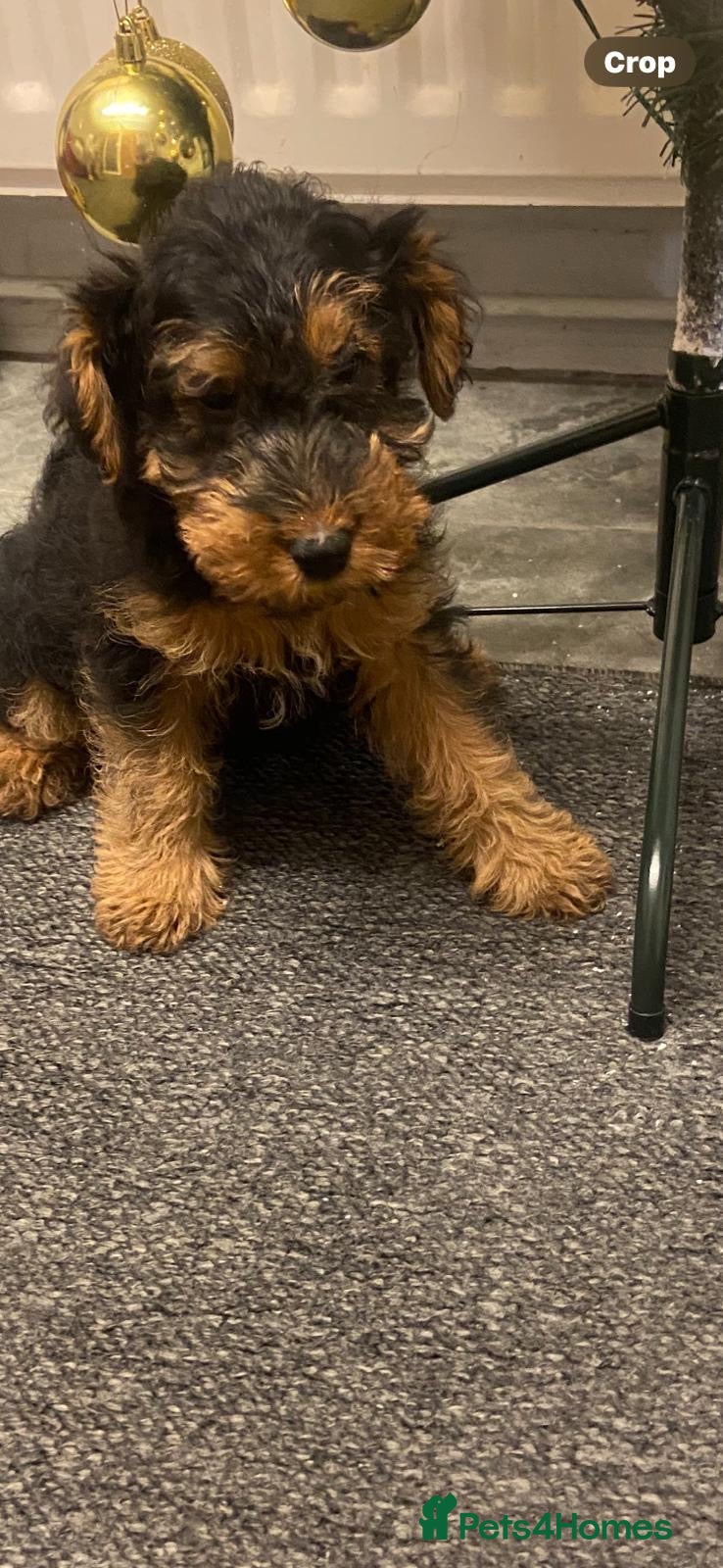 Welsh Terrier dogs One gorgeous KC boy remaining  - Advert 1