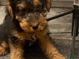 Welsh Terrier dogs One gorgeous KC boy remaining - Advert 4