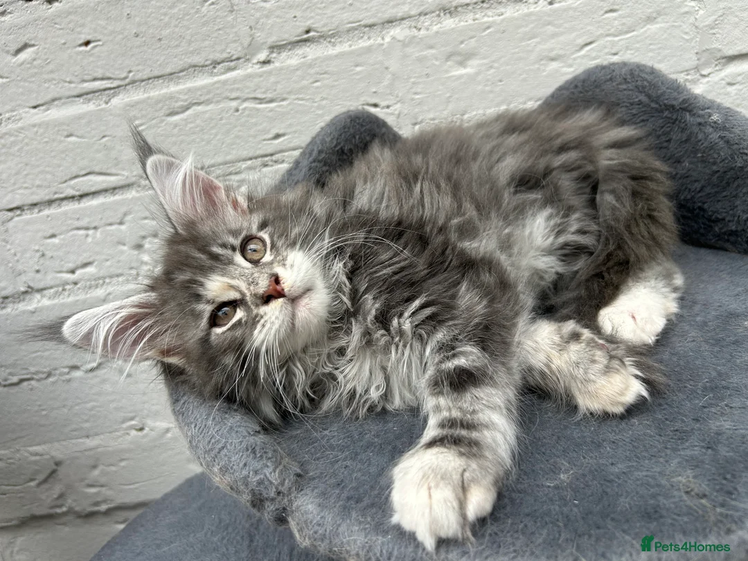 Maine Coon cats for sale: TICA reg Pedigree Maine Coon Kittens  - Advert 11