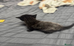 Mixed Breed cats for sale: 🐾Two beautiful mixed British shorthair boys 🐾 - Image 3