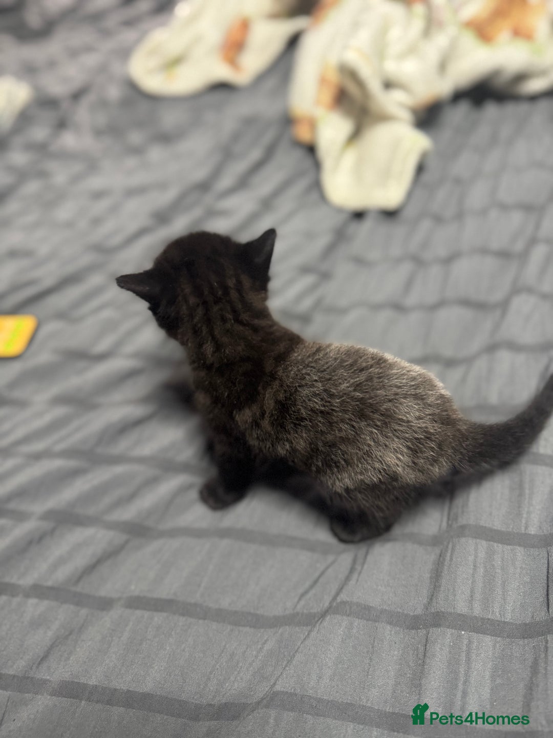 Mixed Breed cats for sale: 🐾Two beautiful mixed British shorthair boys 🐾 - Image 3