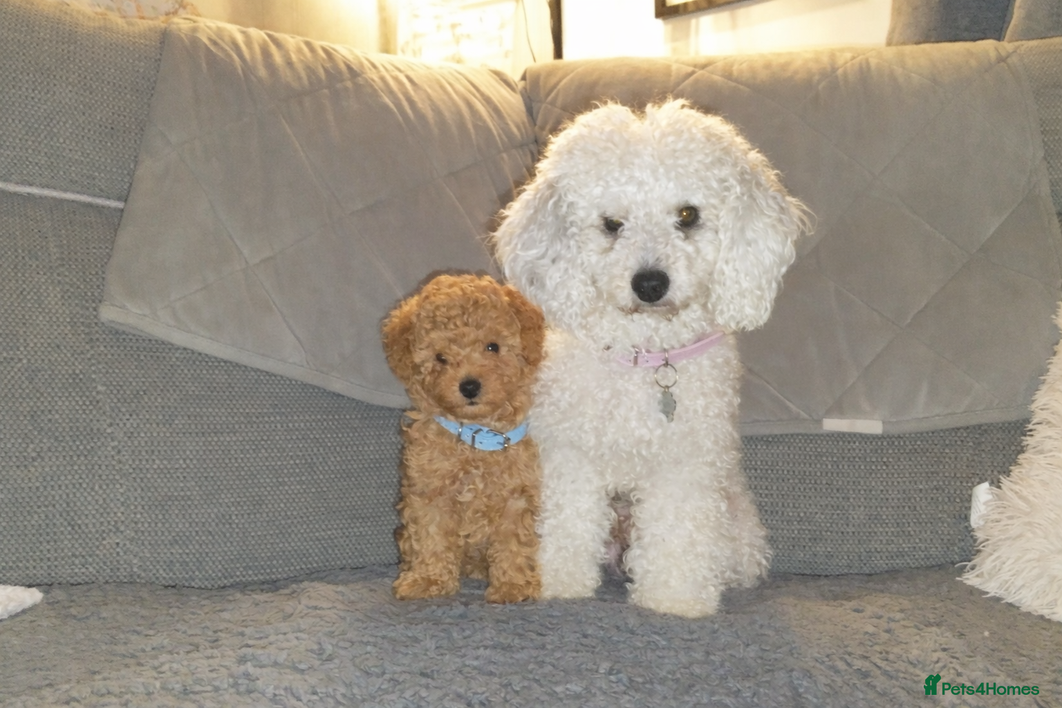 Toy Poodle dogs Two beautiful boy toy poodles - Advert 16