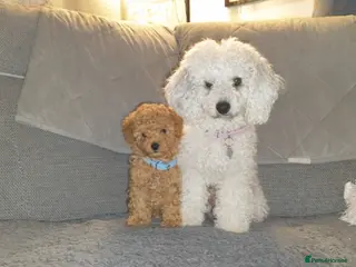 Toy Poodle dogs Two beautiful boy toy poodles - Advert 16