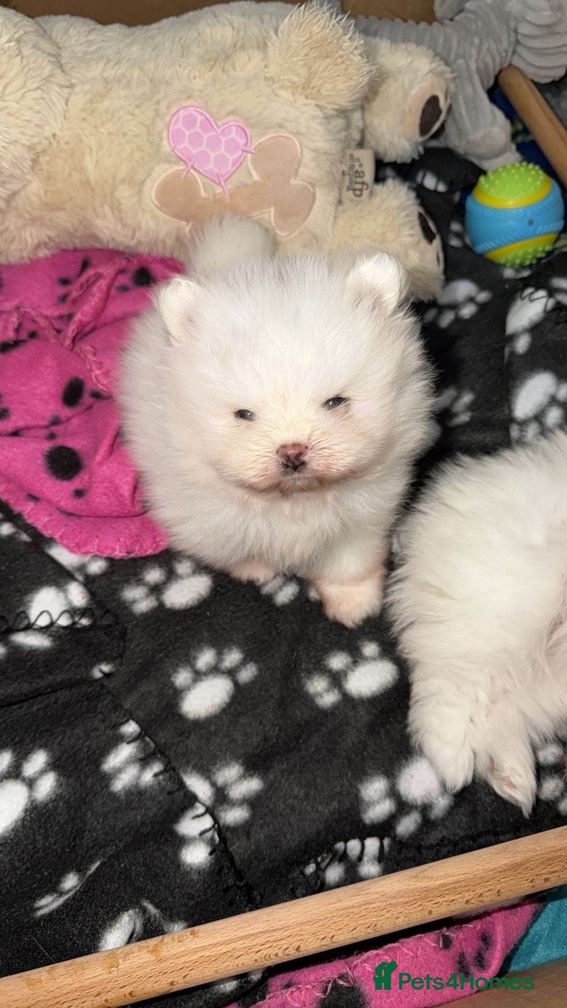 Pomeranian dogs Gorgeous White Teddy Bear Pomeranian Puppies  - Advert 2