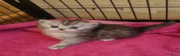 Mixed Breed cats for sale: Chincillia ragdoll - Advert 8