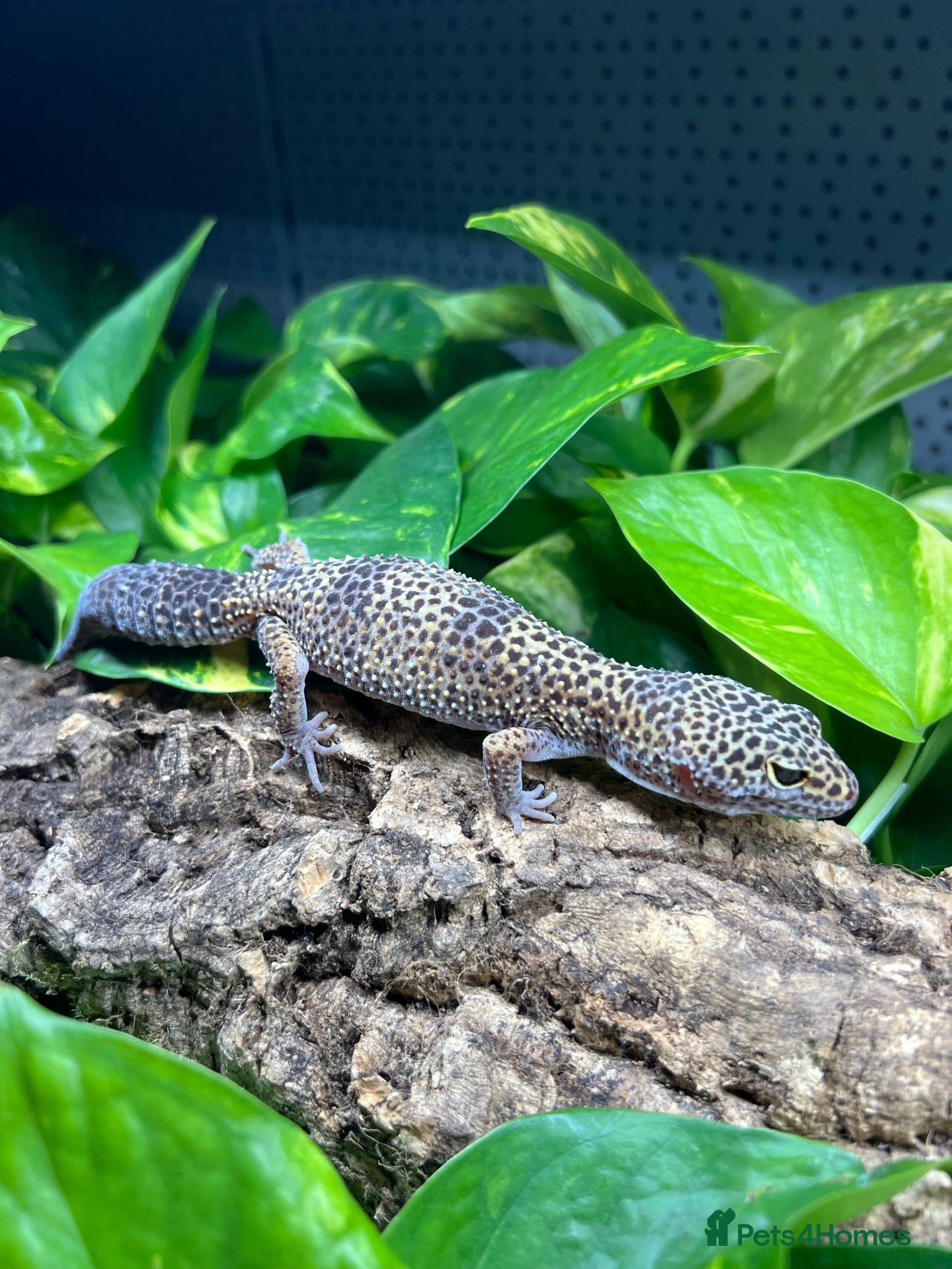 Leopard Gecko reptiles Leopard Geckos at Urban Exotics  - Advert 2