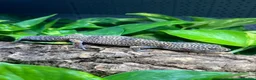 Leopard Gecko reptiles for sale: Leopard Geckos at Urban Exotics  - Advert 2