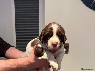 English Springer Spaniel dogs English springer Spanial - Advert 13