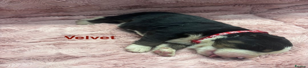 Bernese Mountain Dog Puppy 6