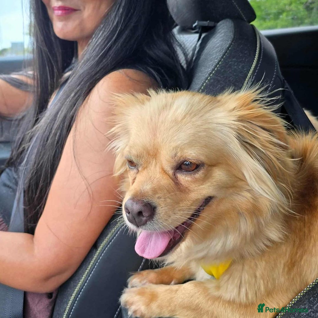 Mixed Breed dogs for adoption: Relaxed Robyn - Image 3