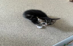 Mixed Breed cats for sale: 3tabby kittens to sale - Image 1
