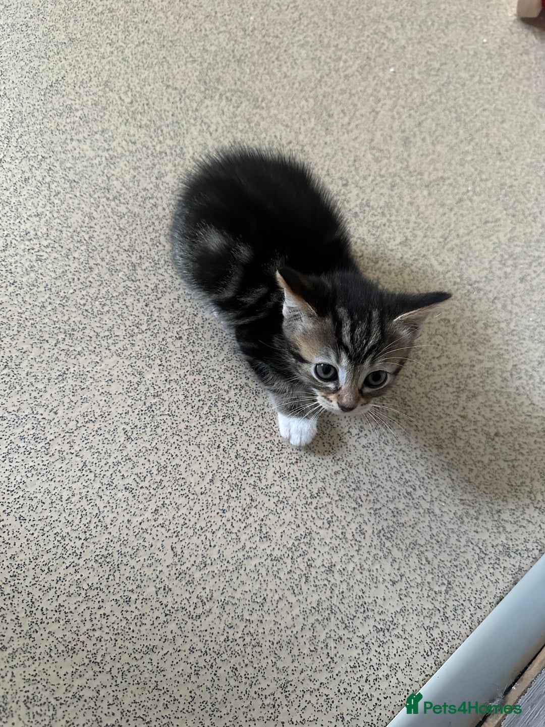 Mixed Breed cats for sale: 3tabby kittens to sale - Image 1