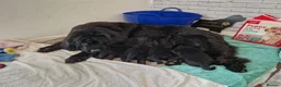 Newfoundland dogs for sale: KC Registered Black Newfoundland Puppies  - Advert 17