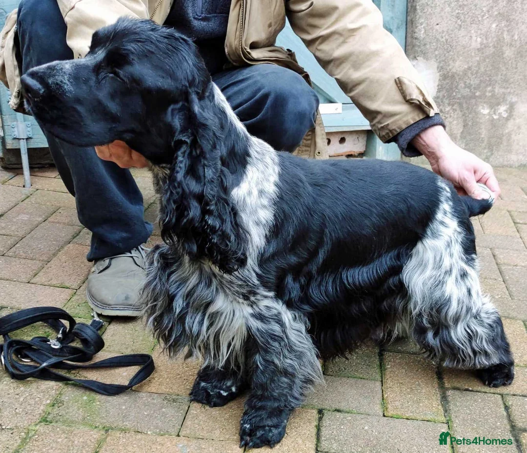 Cocker Spaniel dogs for stud: Show cocker spaniel stud dog  in Leven - Advert 3