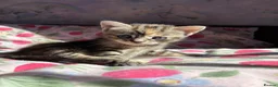 Mixed Breed cats for sale: 2 beautiful playful kittens - Advert 3