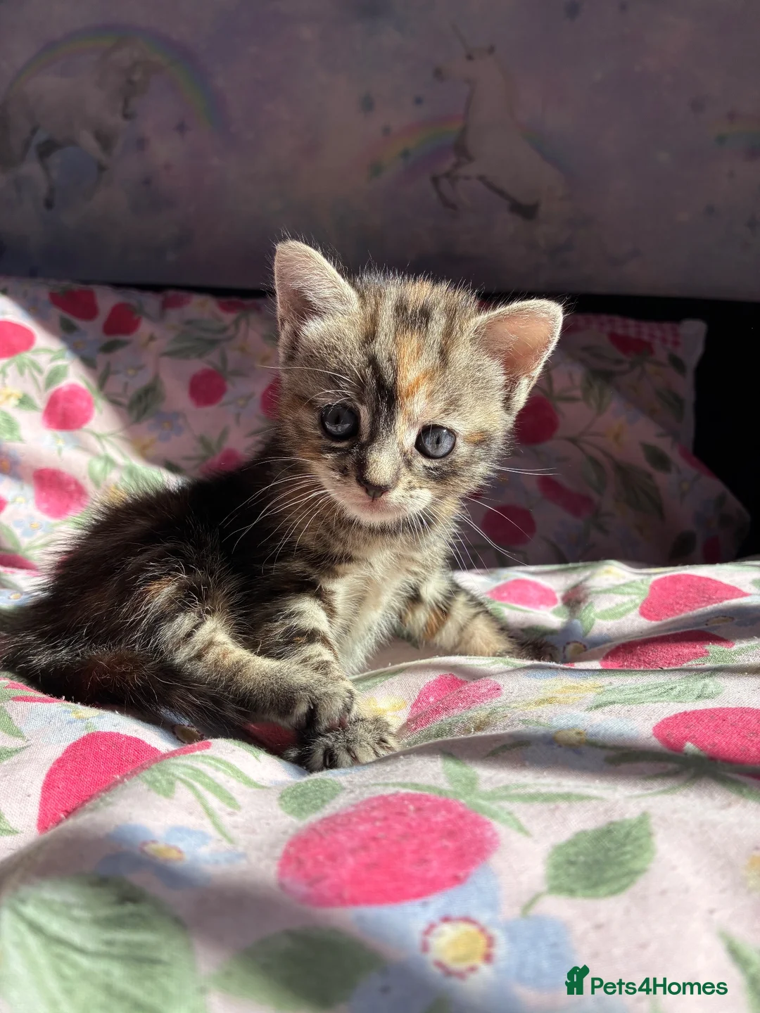 Mixed Breed cats for sale: 2 beautiful playful kittens - Advert 3