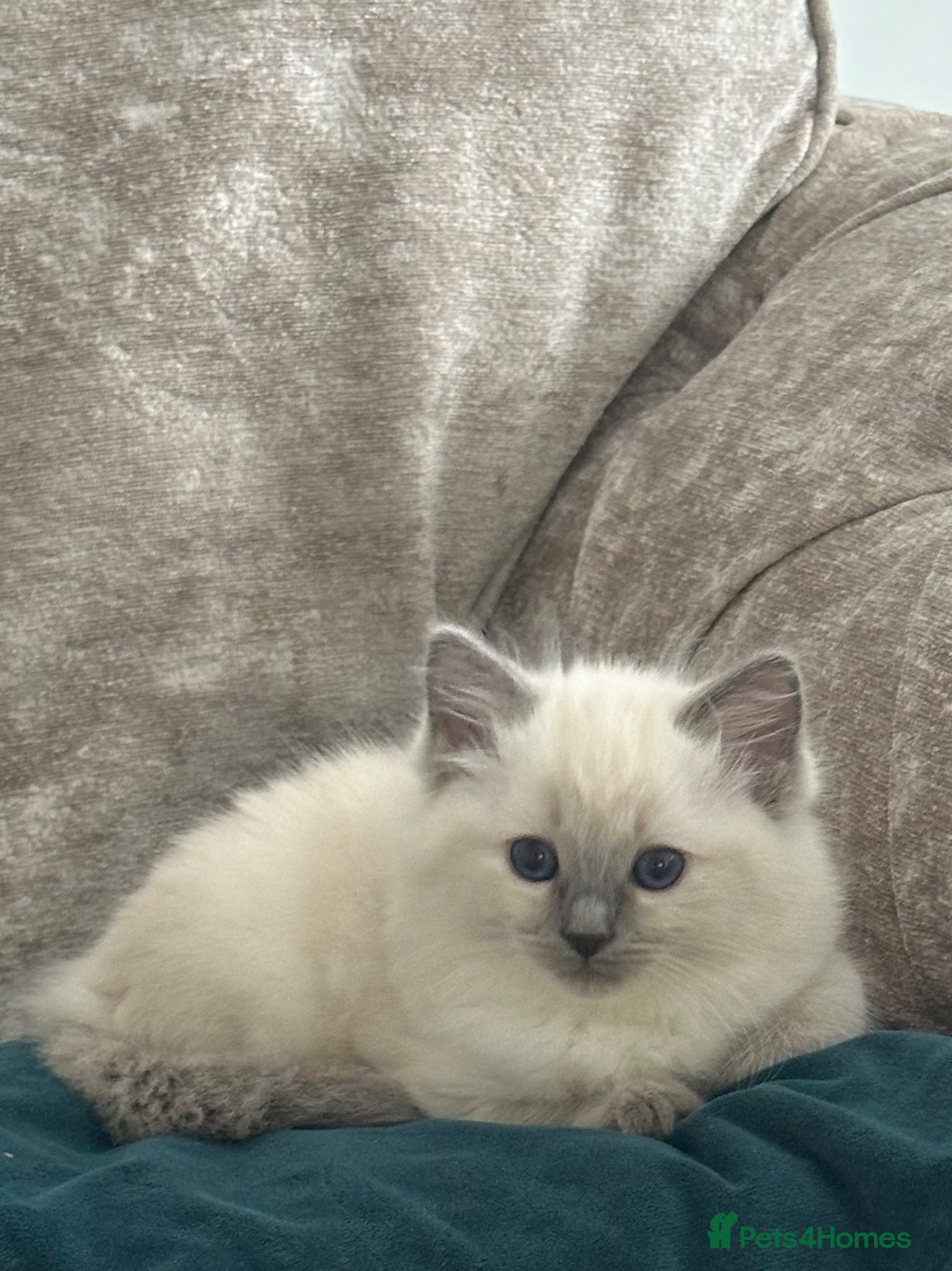 Ragdoll cats 4 females kittens for sale  - Advert 4