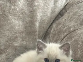 Ragdoll cats 4 females kittens for sale - Advert 4