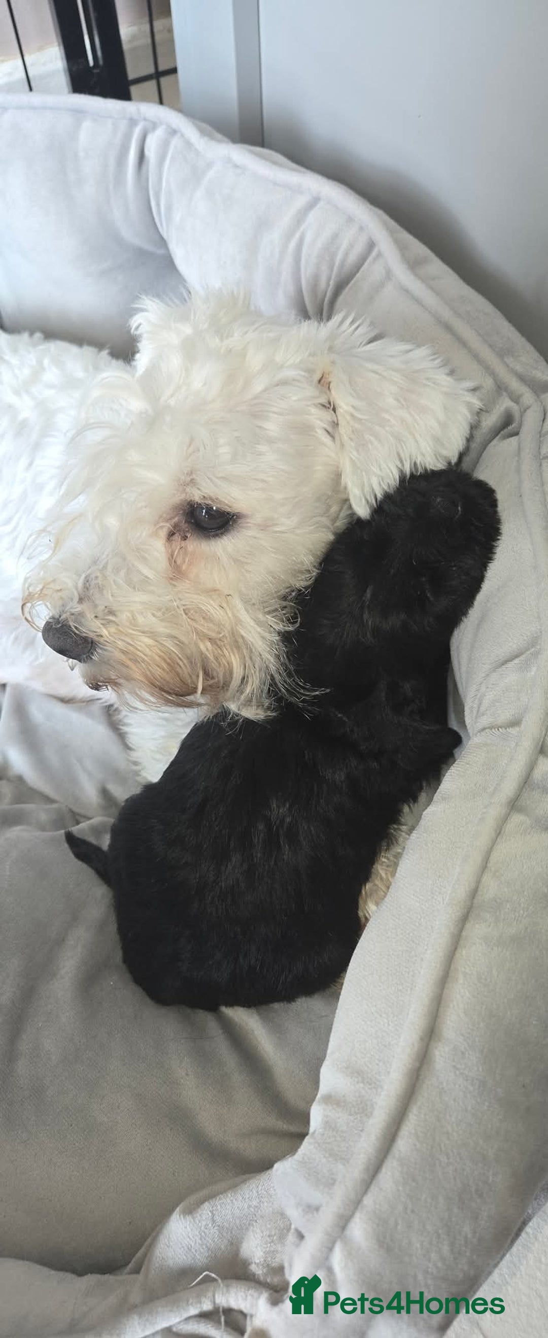 Miniature Schnauzer dogs for sale: Stunning KC Reg Mini Schnauzer - Image 2