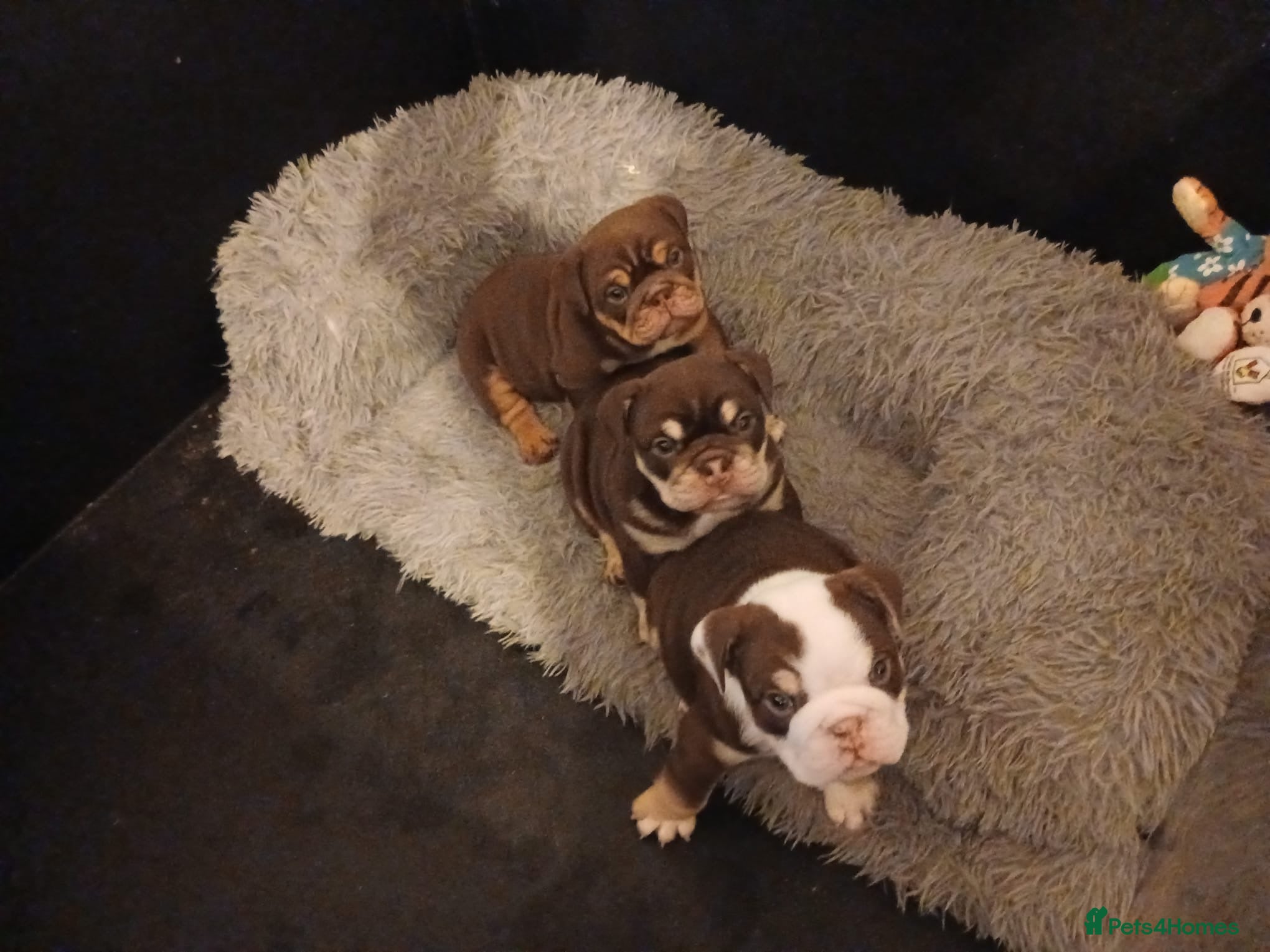 English Bulldog dogs TOP CLASS  English Bull Dog puppies  - Advert 2