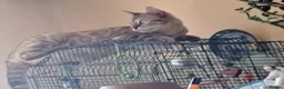 Bengal cats for sale: Mink x snow lynx bengal  - Advert 8