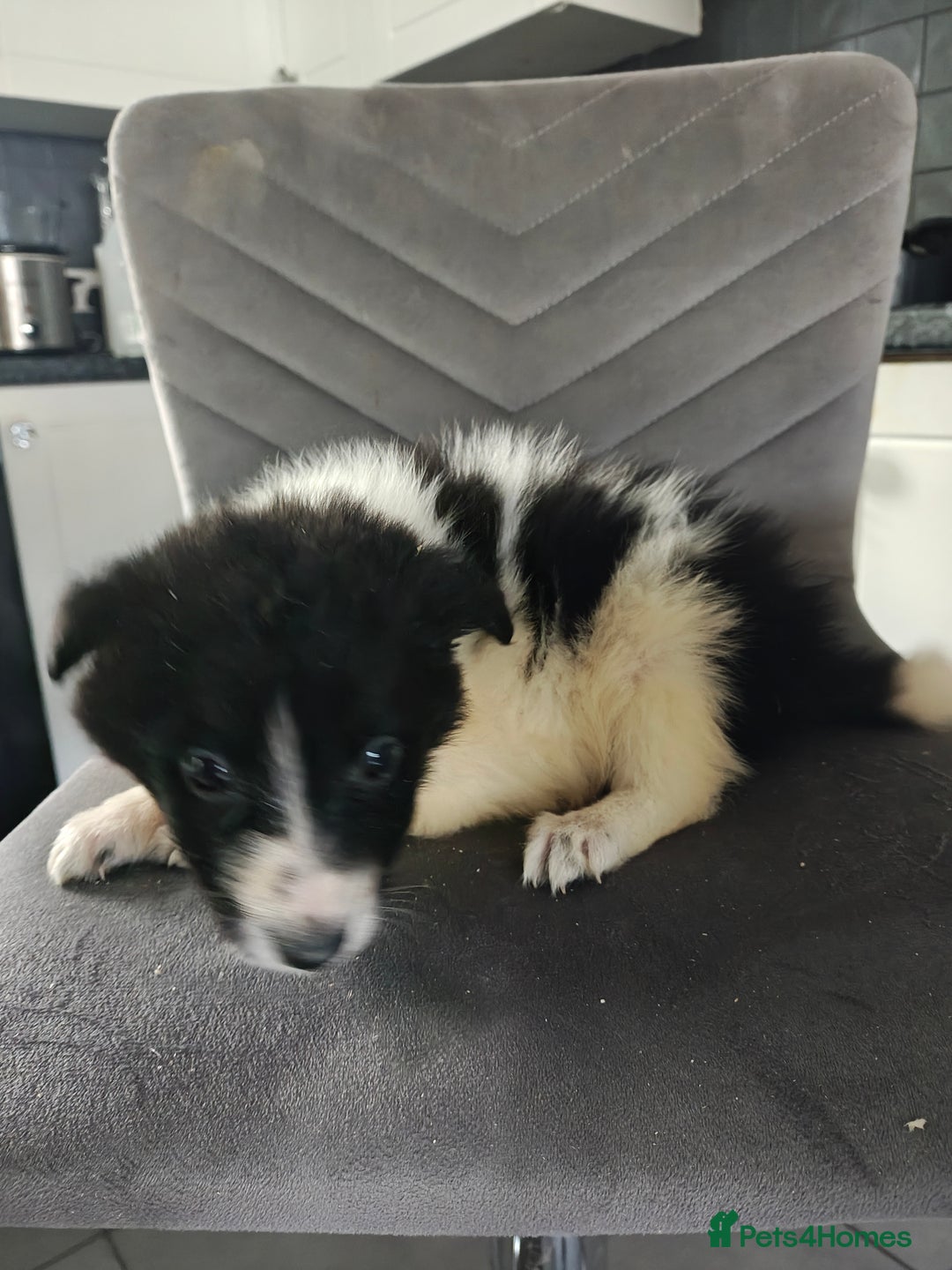 Border Collie dogs for sale: Border collie pups  - Advert 9