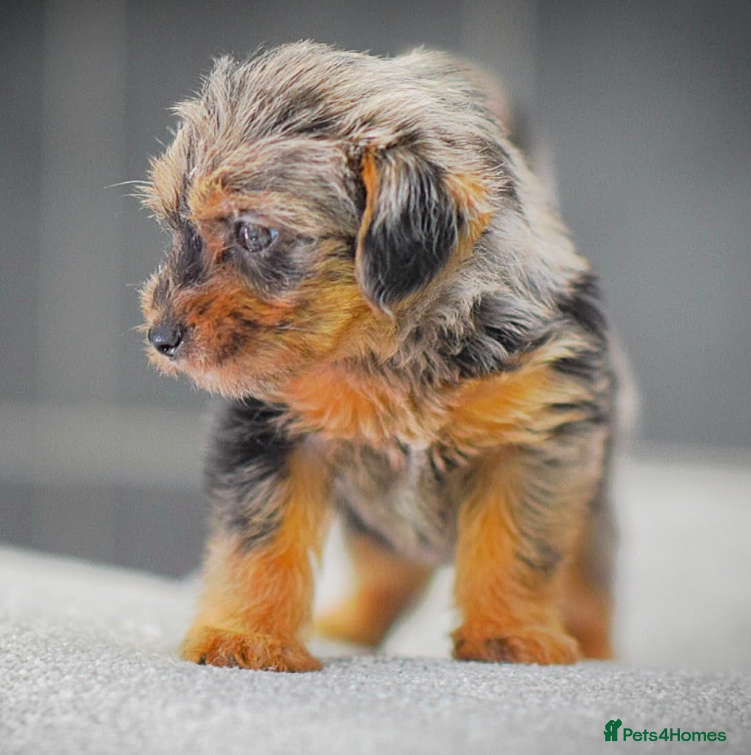 Mixed Breed dogs Beautiful litter of Patterpoo’s   - Advert 15