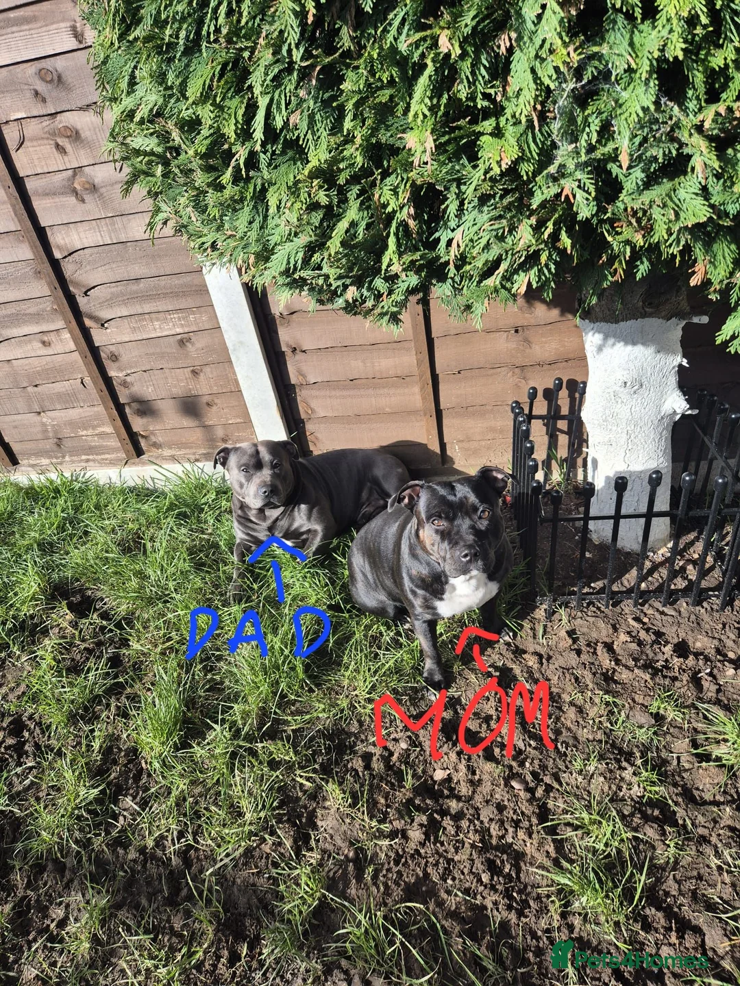 Staffordshire Bull Terrier dogs for sale: Adorable puppy looking for new home🥰🥰 in Smethwick - Advert 16