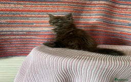 Maine Coon cats for sale: Stunning Maine Coon kittens  - Image 8