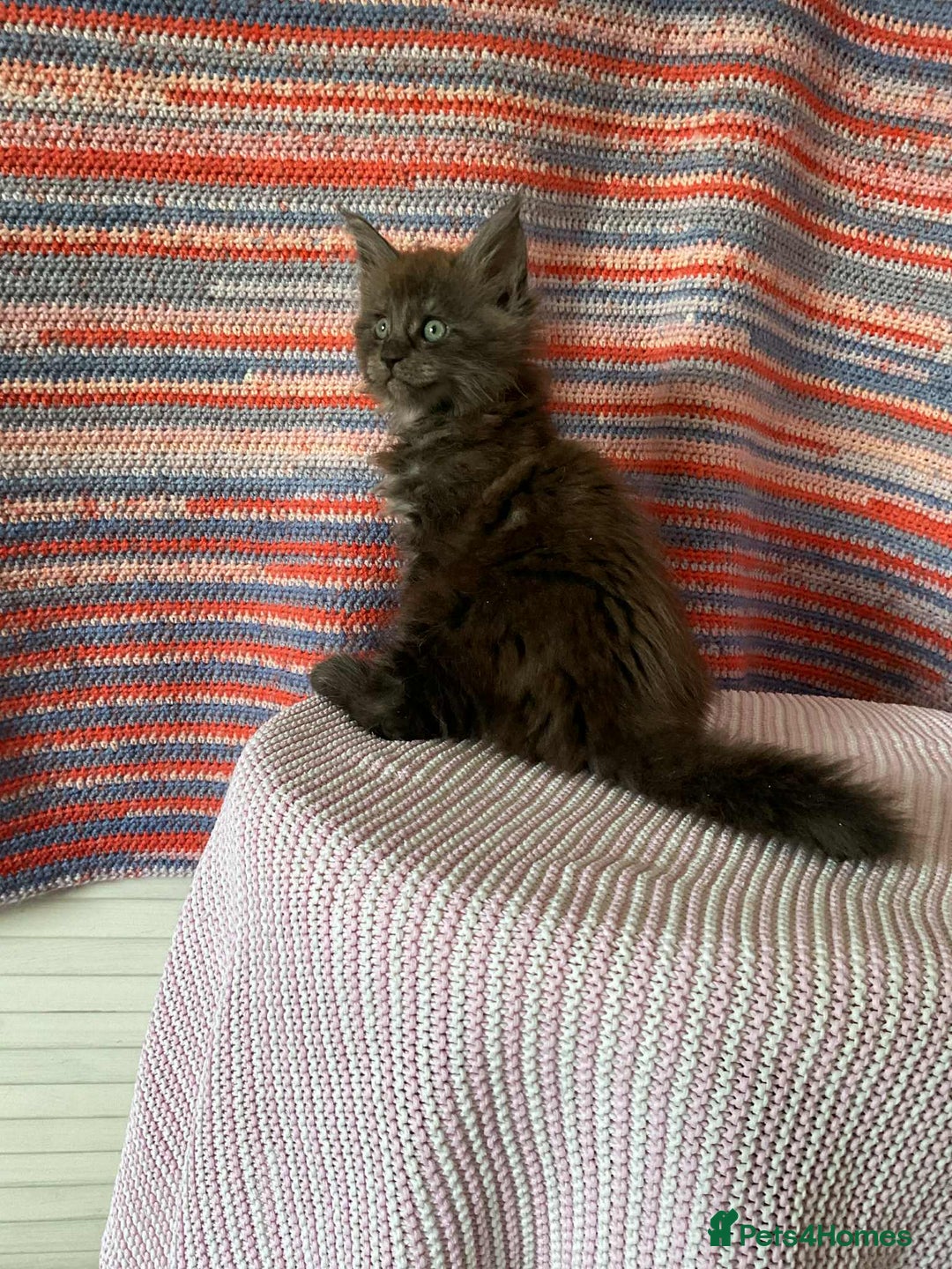 Maine Coon cats for sale: Stunning Maine Coon kittens  - Image 8