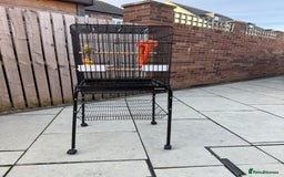 Lovebirds birds for sale: Parrots lovebirds  - Image 1