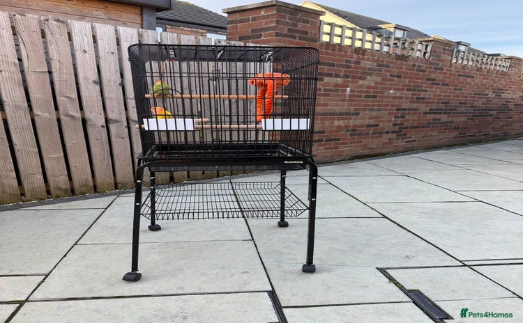 Lovebirds birds - Advert 1