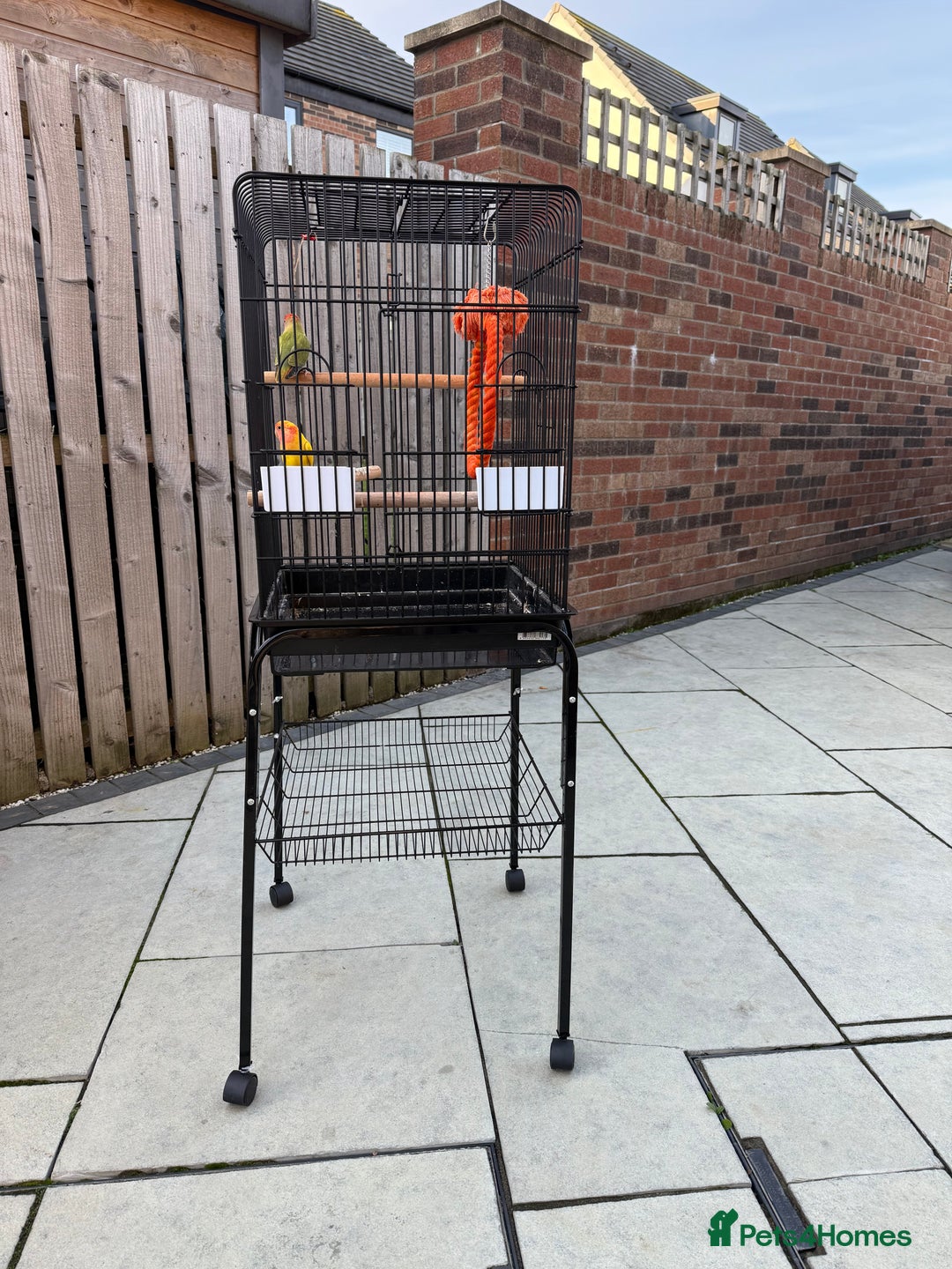 Lovebirds birds for sale: Parrots lovebirds  - Image 1