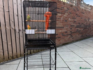 Lovebirds birds - Advert 14