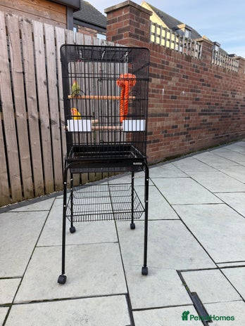 Lovebirds birds - Advert 1