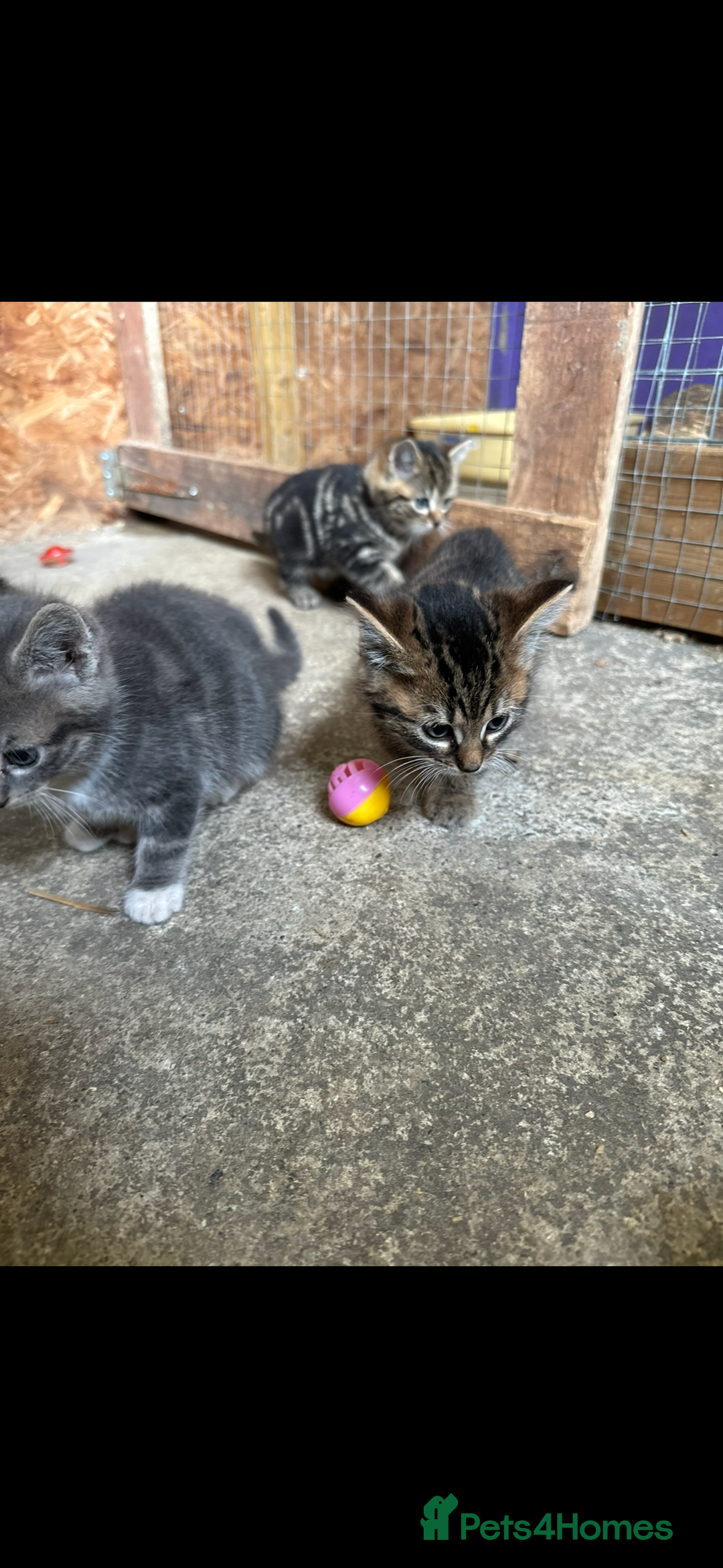 British Shorthair cats for sale: Beautiful kittens for sale - Image 17