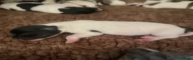 Jack Russell 6