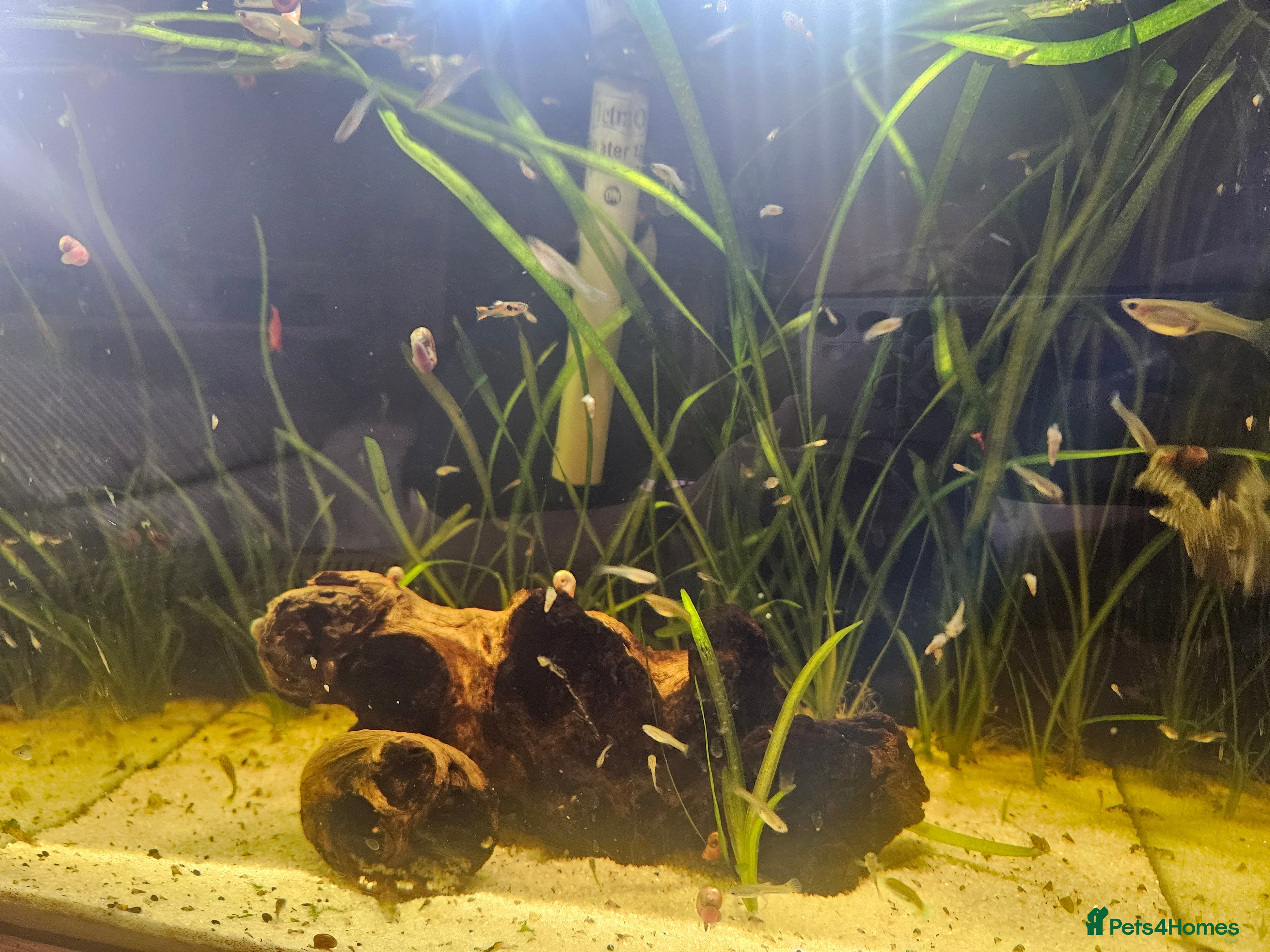 Live Bearers fish Guppys  - Advert 1