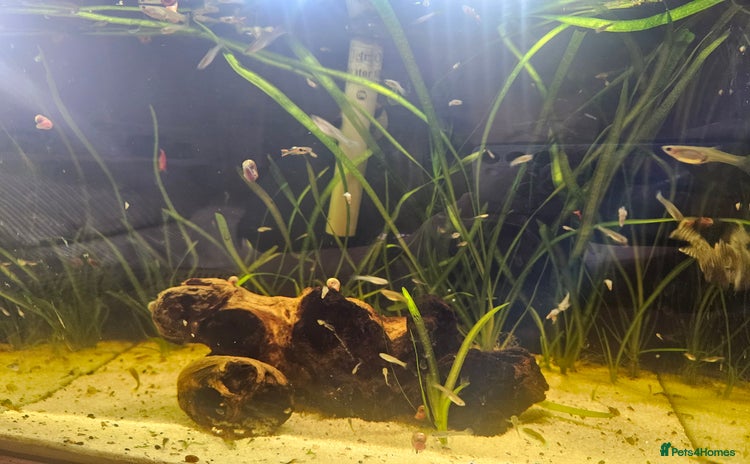 Live Bearers fish - Advert 4