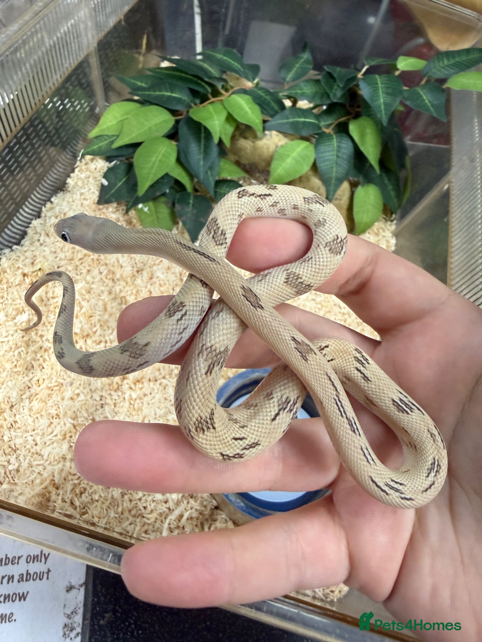 Rat Snake reptiles Blonde pecos rat snake male  - Advert 4