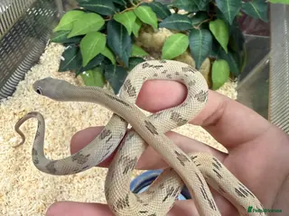 Rat Snake reptiles Blonde pecos rat snake male - Advert 1