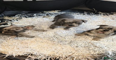 French Bulldog dogs - Advert 12